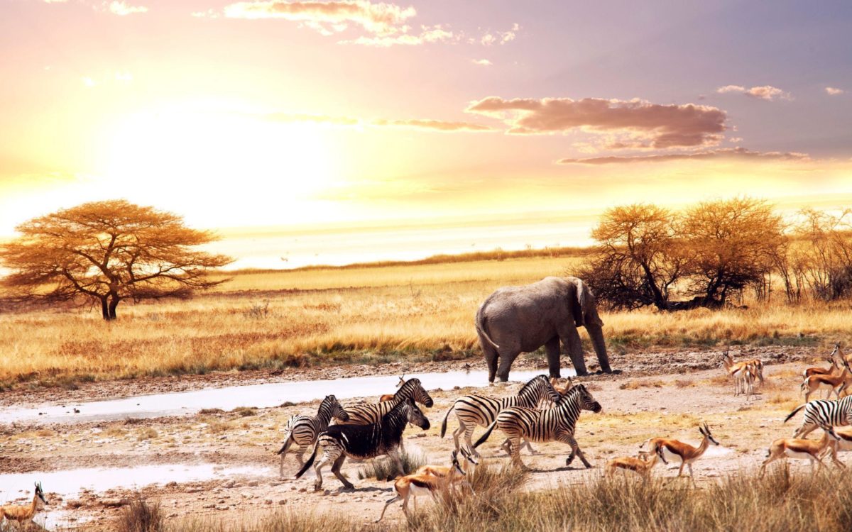 Wild Animals in Africa Wallpaper « Wallpaperz.