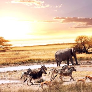 download Wild Animals in Africa Wallpaper « Wallpaperz.