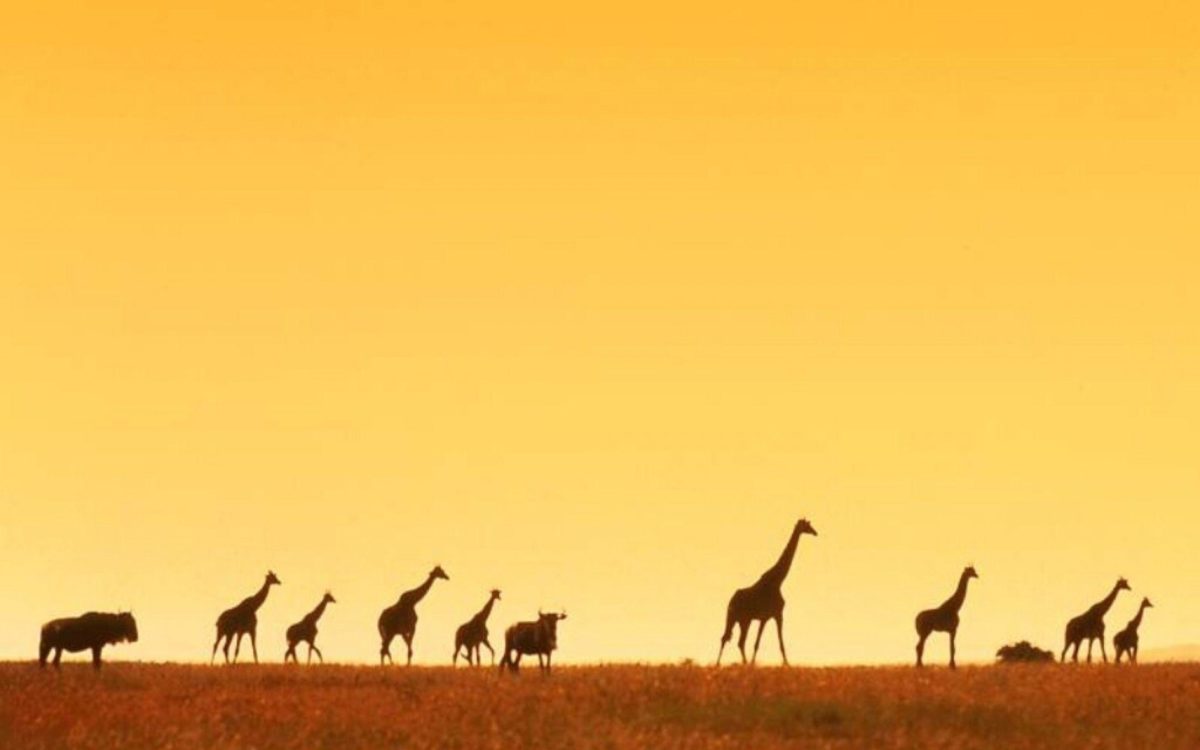 giraffe africa wallpaper – Animal Backgrounds