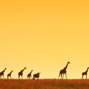 download giraffe africa wallpaper – Animal Backgrounds