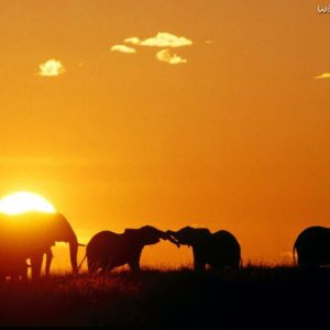 download africa_african_elephants_ …