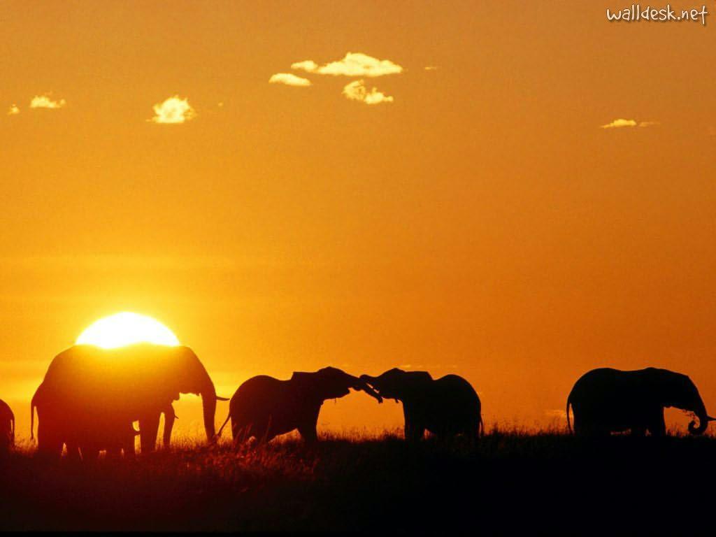 africa_african_elephants_ …