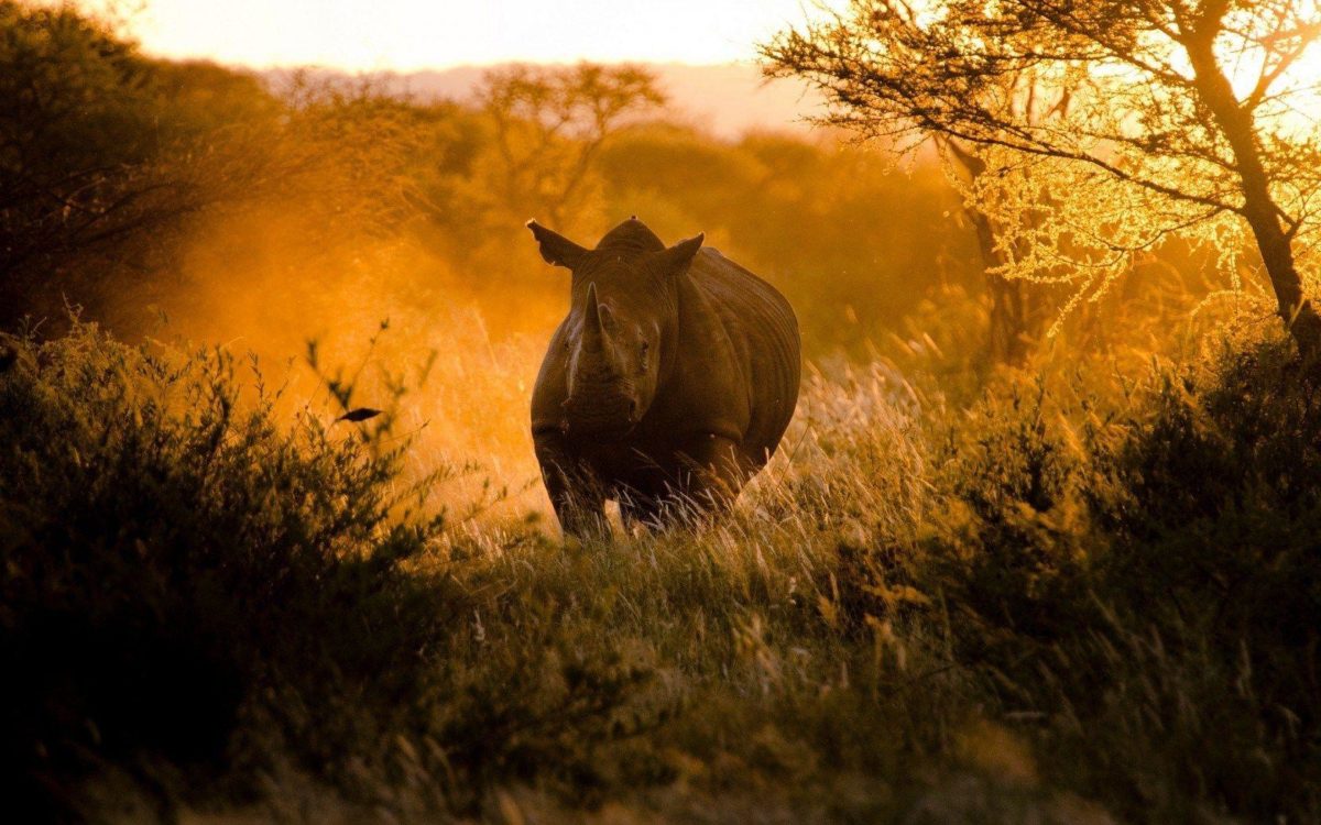 Africa Rhinoceros Running Nature HD Wallpaper – ZoomWalls