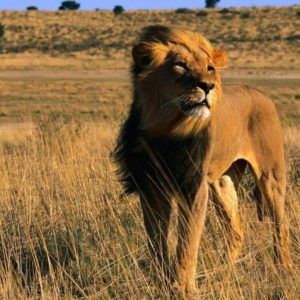 download Latest Lion King Male Africa Animal Cat Wallpaper : Desktopaper …