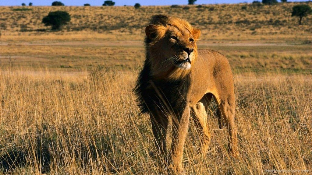Latest Lion King Male Africa Animal Cat Wallpaper : Desktopaper …