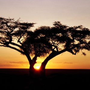 download Sunrise, Africa desktop wallpaper « Desktopia.
