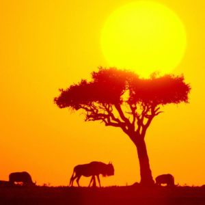 download Wildebeest Herd Africa wallpaper – Animal Backgrounds