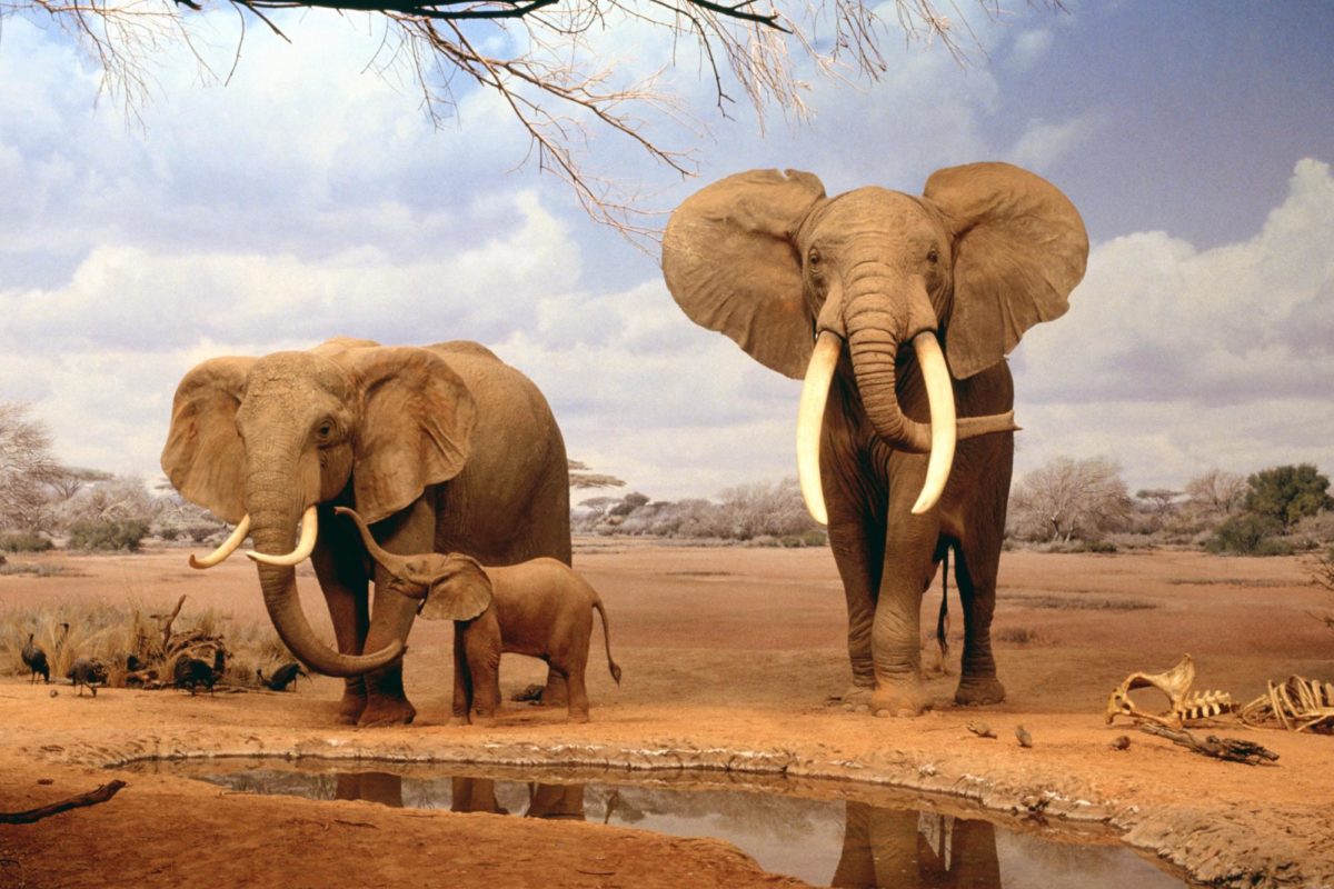Download Africa Elephants Summer Animals Desktop Wallpaper | Full …