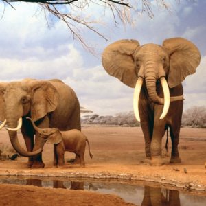 download Download Africa Elephants Summer Animals Desktop Wallpaper | Full …