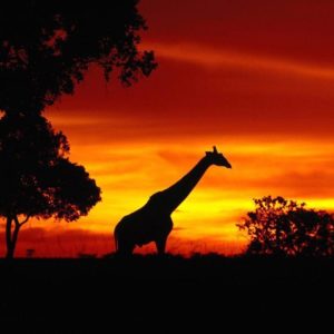 download Animals For > African Animals Sunset Wallpaper