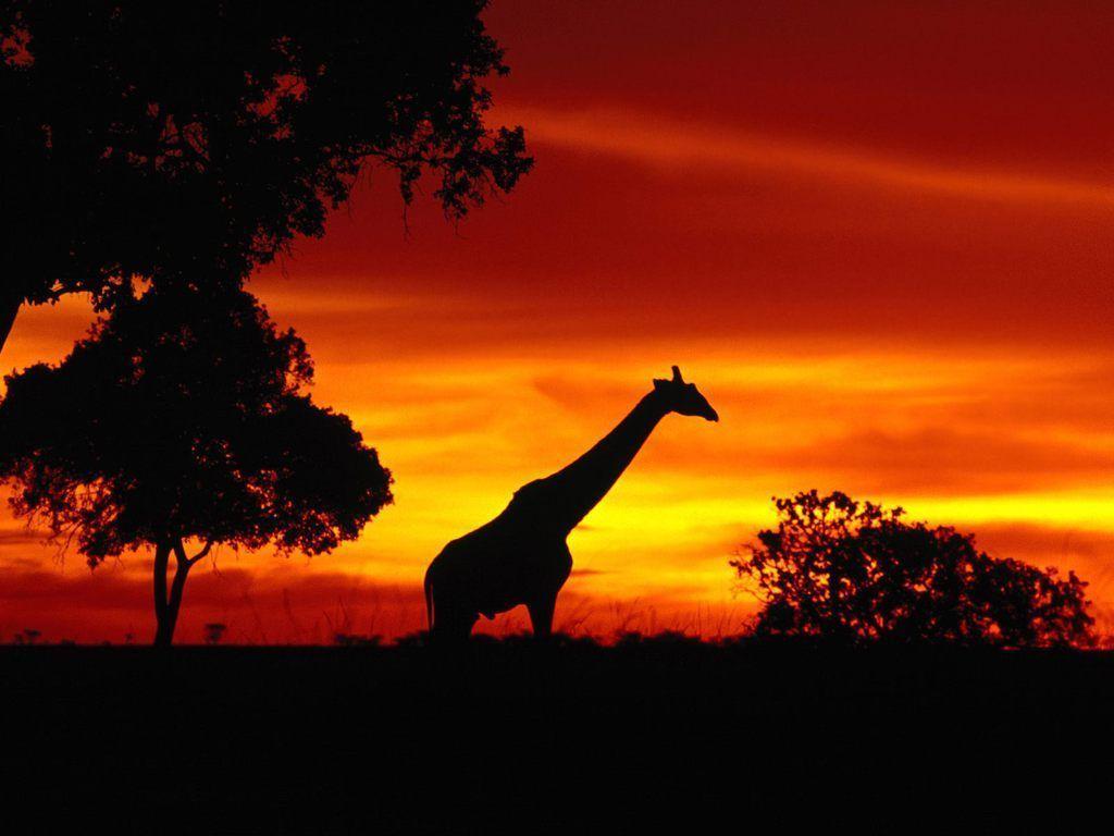 Animals For > African Animals Sunset Wallpaper