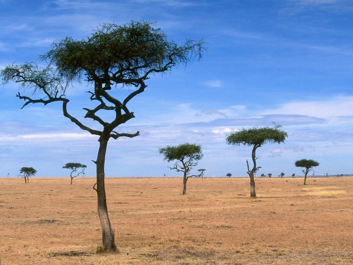 Scattered Acacia Trees / Kenya / Africa wallpapers and images …