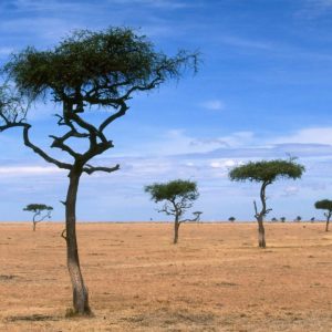 download Scattered Acacia Trees / Kenya / Africa wallpapers and images …