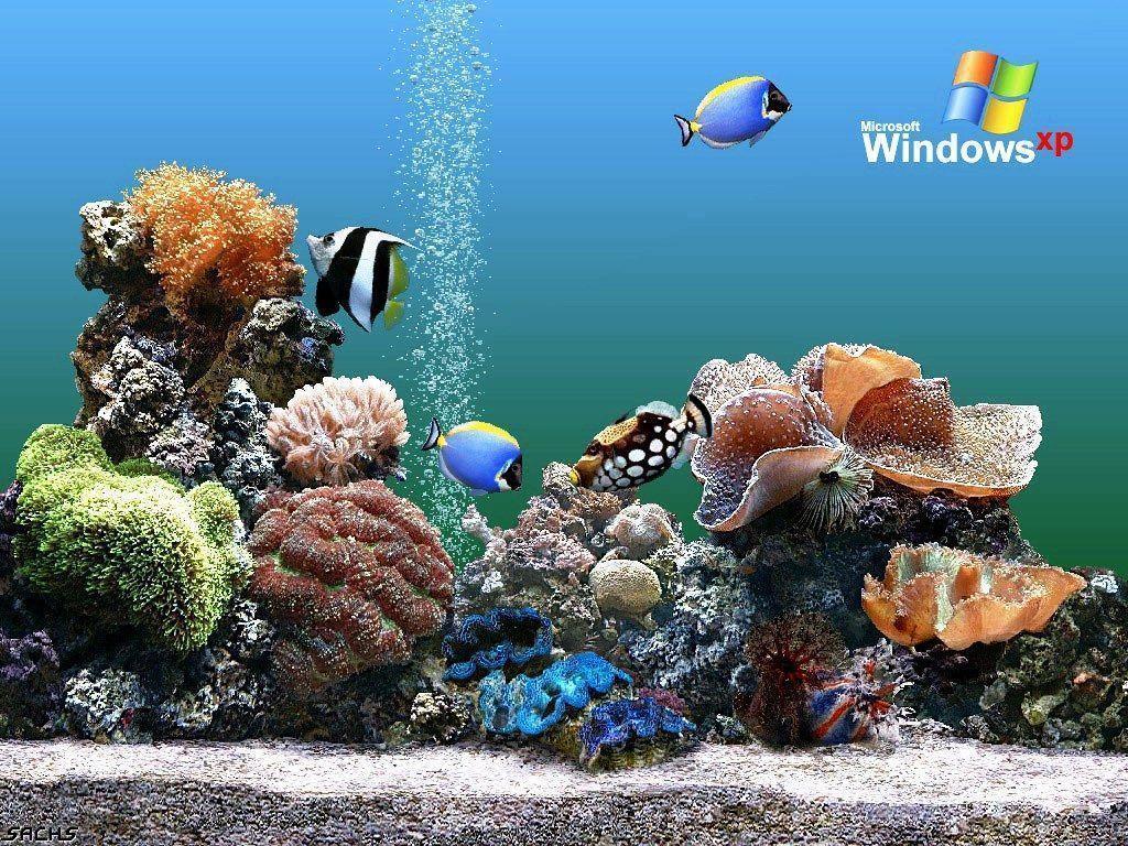 Download Free Aquarium Backgrounds Windows Aquarium Wallpaper …
