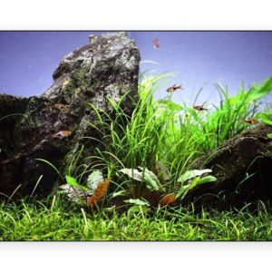 download What about aquarium backgrounds? | AquaScaping World Forum