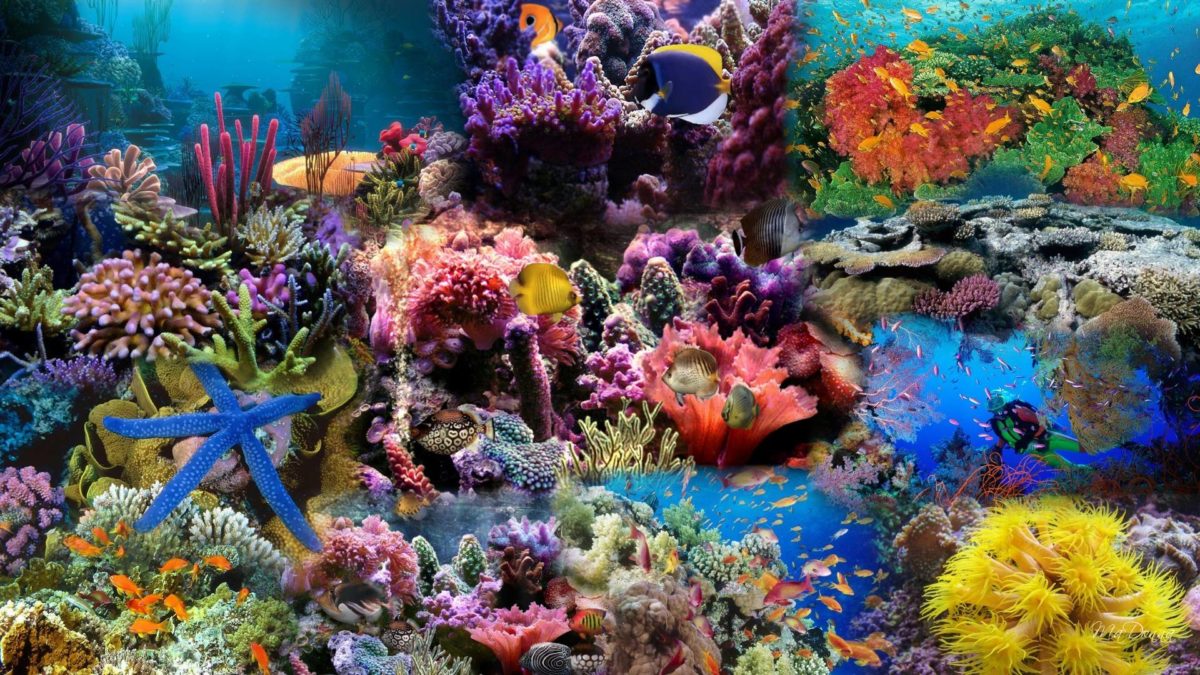 HD Aquarium Background Wallpaper