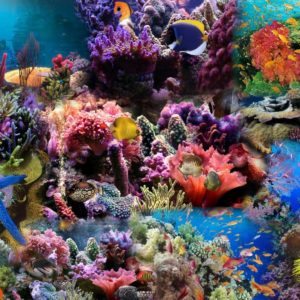 download HD Aquarium Background Wallpaper