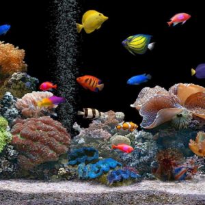 download HD Aquarium Backgrounds #8781026