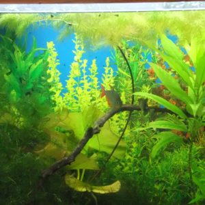 download Brighten your aquarium background (Seaview) | A Practical …