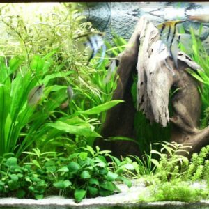 download Essential advice for starting a home aquarium | Boneblogger …