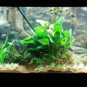 download aquarium-backgrounds-3d.jpg
