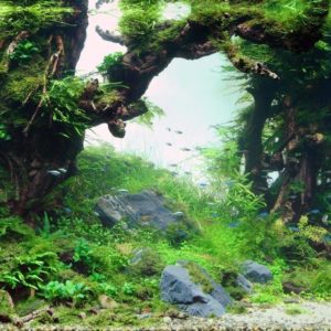 download Background Poster Pics: Background Layouts For Aquarium