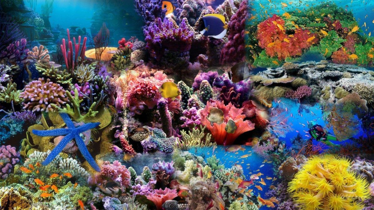 cool-aquarium-backgrounds.jpg