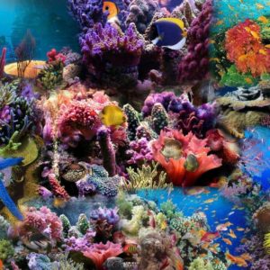 download cool-aquarium-backgrounds.jpg