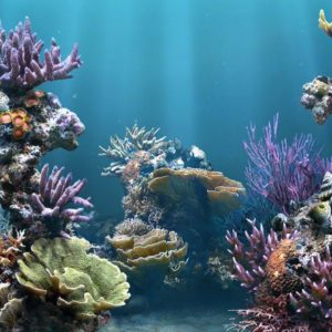 download HD Aquarium Backgrounds 1080p