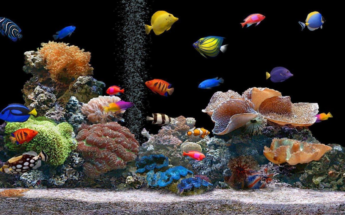 HD Aquarium Backgrounds