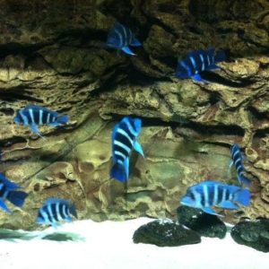 download Aquarium Backgrounds 21 Cool Background And Wallpaper Home Design …