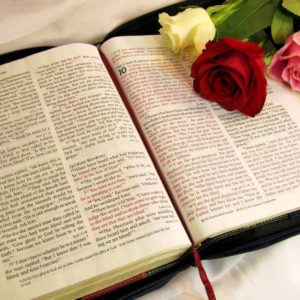 download Roses on the Bible wallpaper – 693583