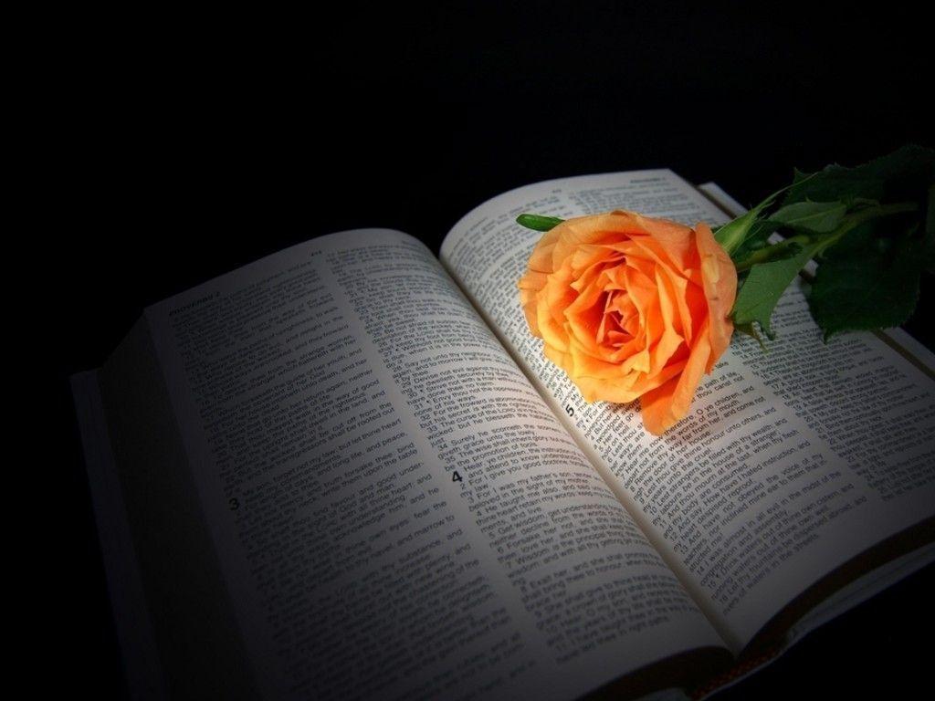 peach rose on Bible : Desktop and mobile wallpaper : Wallippo