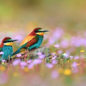 download A selection of 10 Images of Birds in HD quality