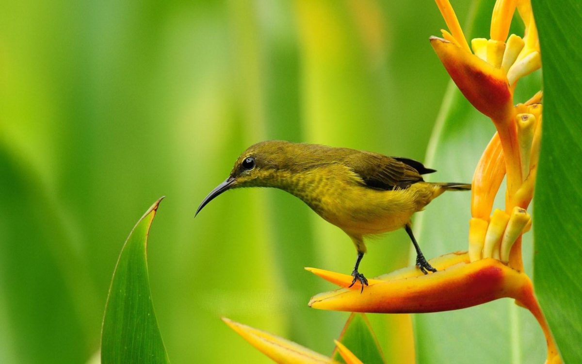 Spring Flowers And Birds Wallpaper Background 1 HD Wallpapers …