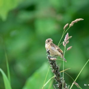 download Lovely Birds Wallpaper – Lovely Bird in Spring (Vol.1) 1024×768 NO …