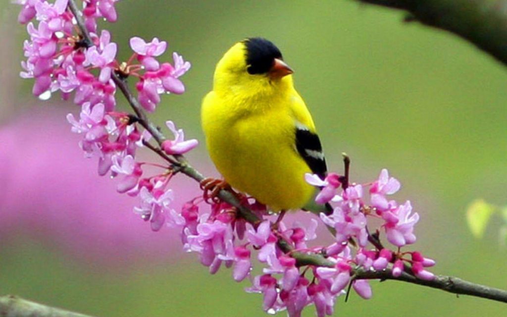 Colorful Little Bird HD Wallpaper - HD Wallpapers Inn