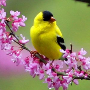 download Colorful Little Bird HD Wallpaper – HD Wallpapers Inn