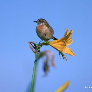 download Lovely Birds Wallpaper – Lovely Bird in Spring (Vol.1) 1024×768 NO …
