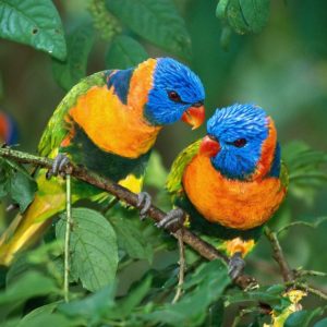 download Birds hd wallpapers, bird wallpapers | Amazing Wallpapers