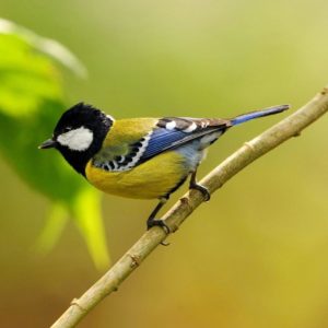 download Desktop Wallpaper Birds HD. Birds, Birds Wallpaper, Birds …