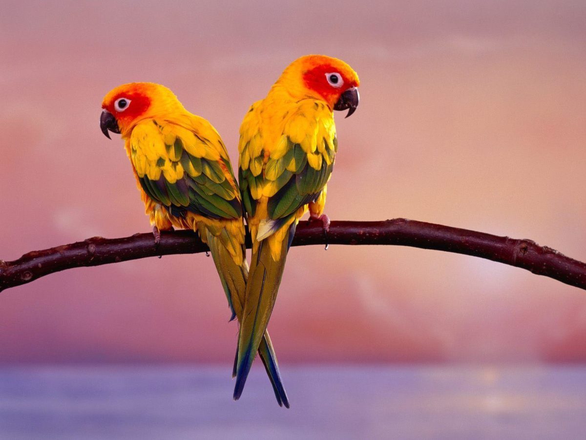 Birds Desktop Wallpaper | Birds Picture, Photos | New Wallpapers