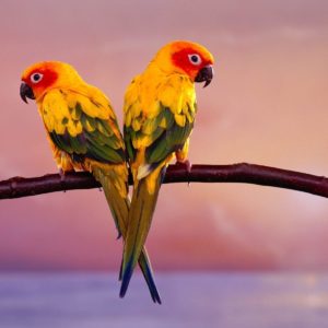 download Birds Desktop Wallpaper | Birds Picture, Photos | New Wallpapers