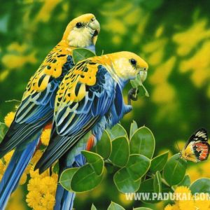 download Birds Wallpapers | Where you can download all kind of Beautiful …
