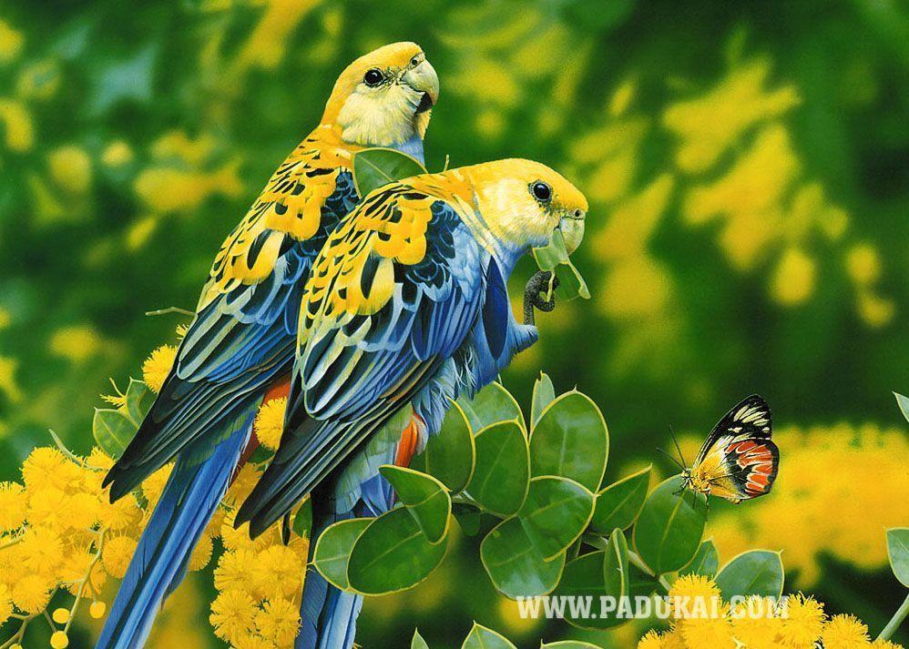 Birds Wallpapers | Where you can download all kind of Beautiful …