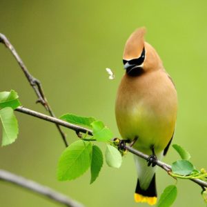 download Beautiful Birds Wallpapers – Full HD wallpaper search