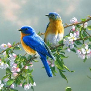 download Birds Wallpapers – Full HD wallpaper search