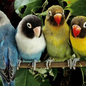 download all birds wallpapers