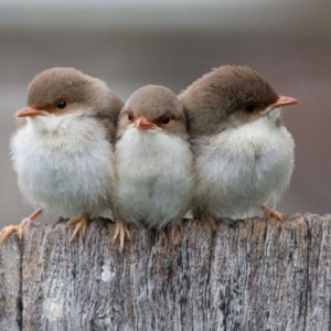 download Free Wallpapers – Three Small Birds wallpaper