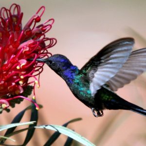 download Bird And Flower Wallpapers – WallpapersAK